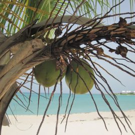 Caribbean Sailing Charters | Caribbean coconuts